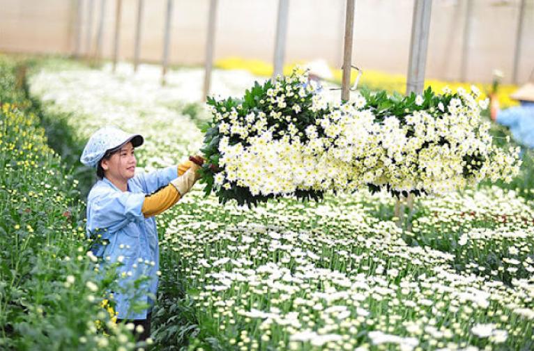 Cung cấp sỉ lẻ hoa tươi Đà Lạt